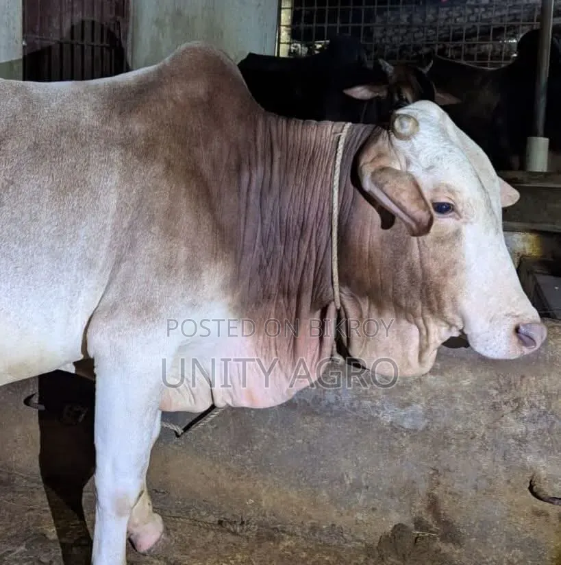 শাহীওয়াল গরু বিক্রি করা হবে