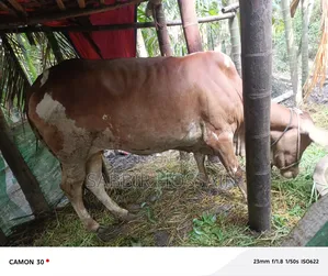গরু কোরবানির জন্য