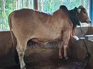পালিতো গরু বিক্রয় করা হবে