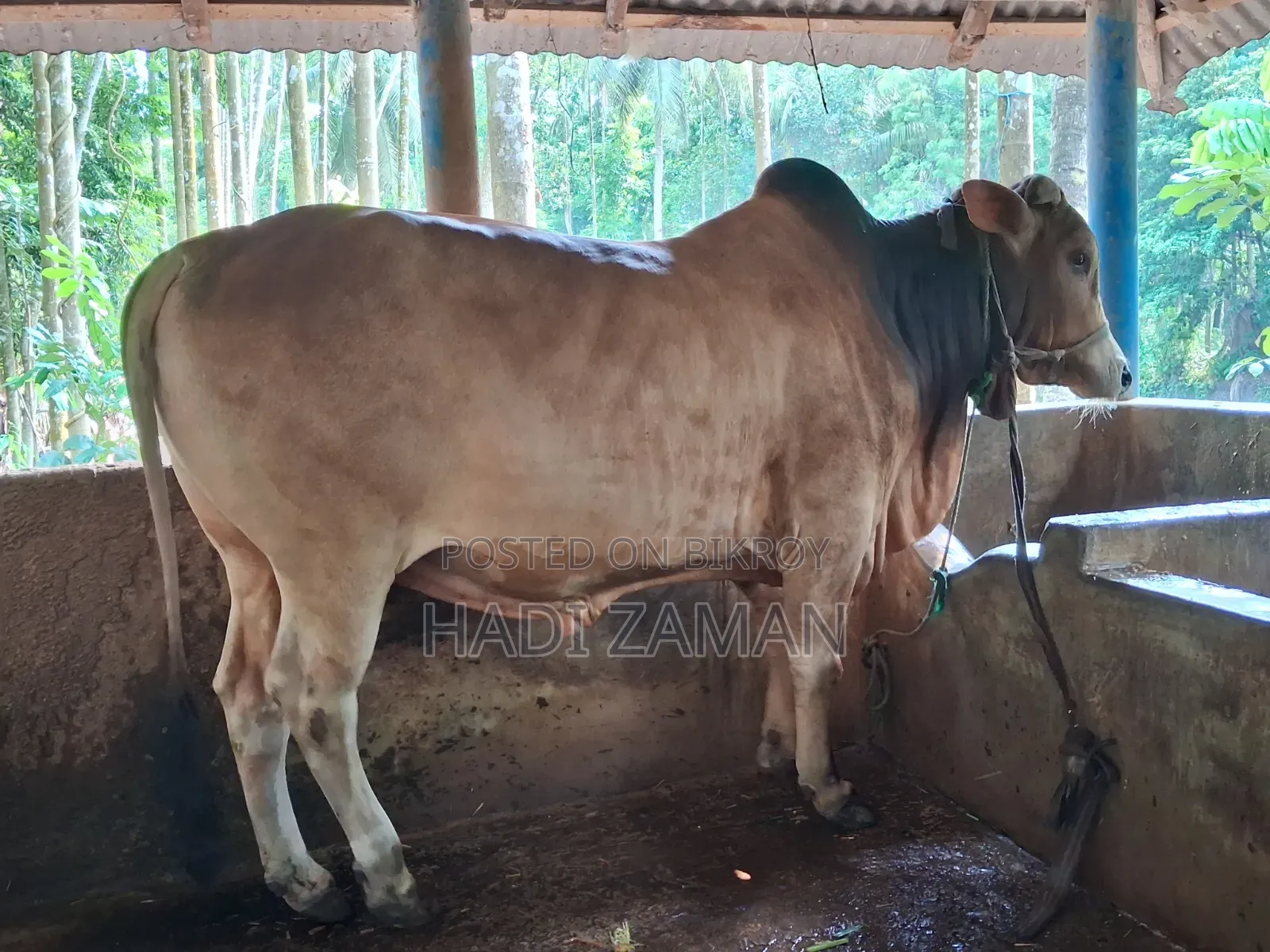 পালিতো গরু বিক্রয় করা হবে