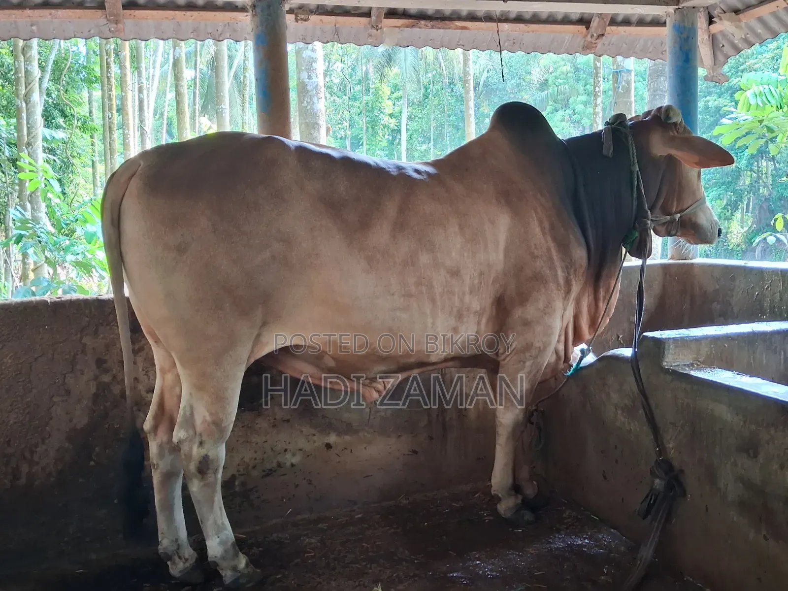 পালিতো গরু বিক্রয় করা হবে