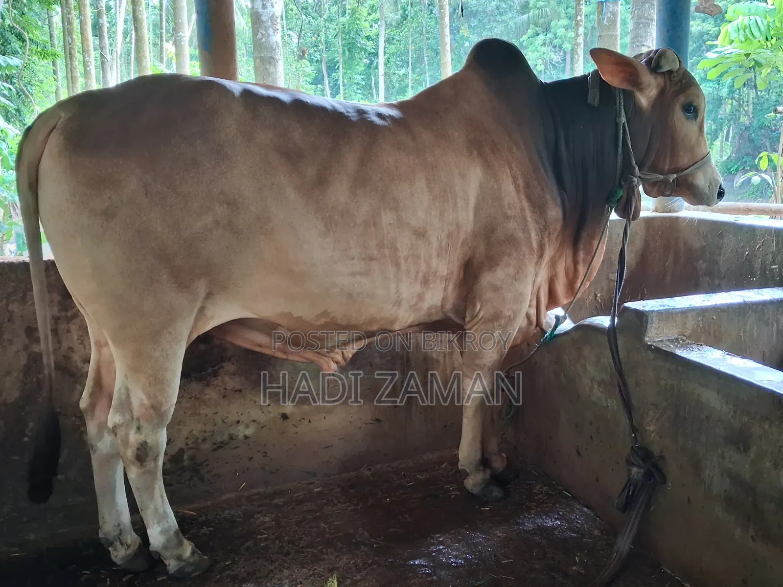 পালিতো গরু বিক্রয় করা হবে