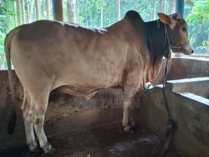 পালিতো গরু বিক্রয় করা হবে