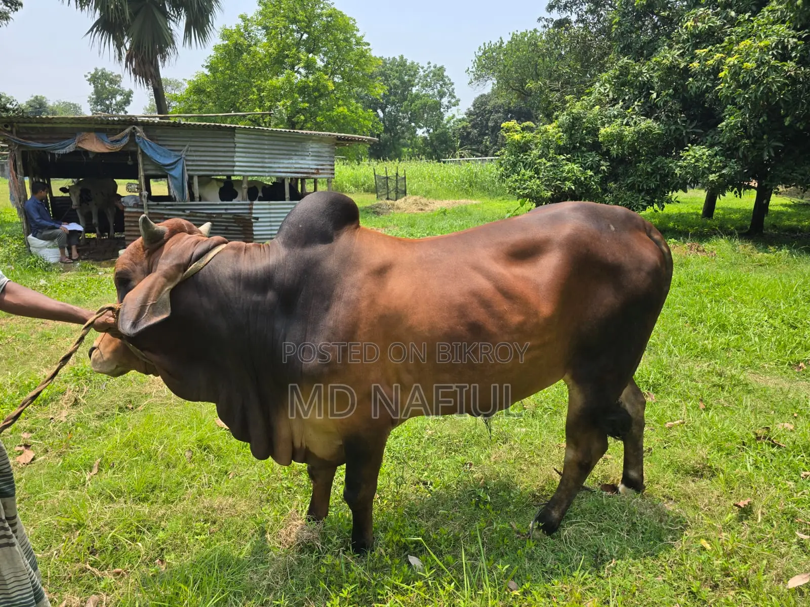 শাহিওয়াল জাতের ষাঁড়, আশুলিয়া সাইপাড়া গ্রাম, ঢাকা