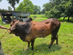 শাহিওয়াল জাতের ষাঁড়, আশুলিয়া সাইপাড়া গ্রাম, ঢাকা