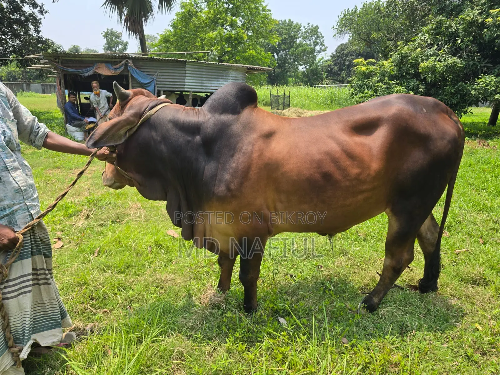 শাহিওয়াল জাতের ষাঁড়, আশুলিয়া সাইপাড়া গ্রাম, ঢাকা