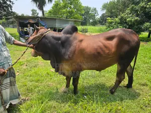 শাহিওয়াল জাতের ষাঁড়, আশুলিয়া সাইপাড়া গ্রাম, ঢাকা