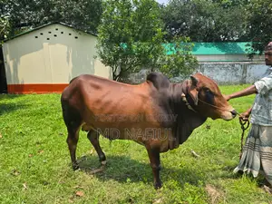 শাহিওয়াল জাতের ষাঁড়, আশুলিয়া সাইপাড়া গ্রাম, ঢাকা