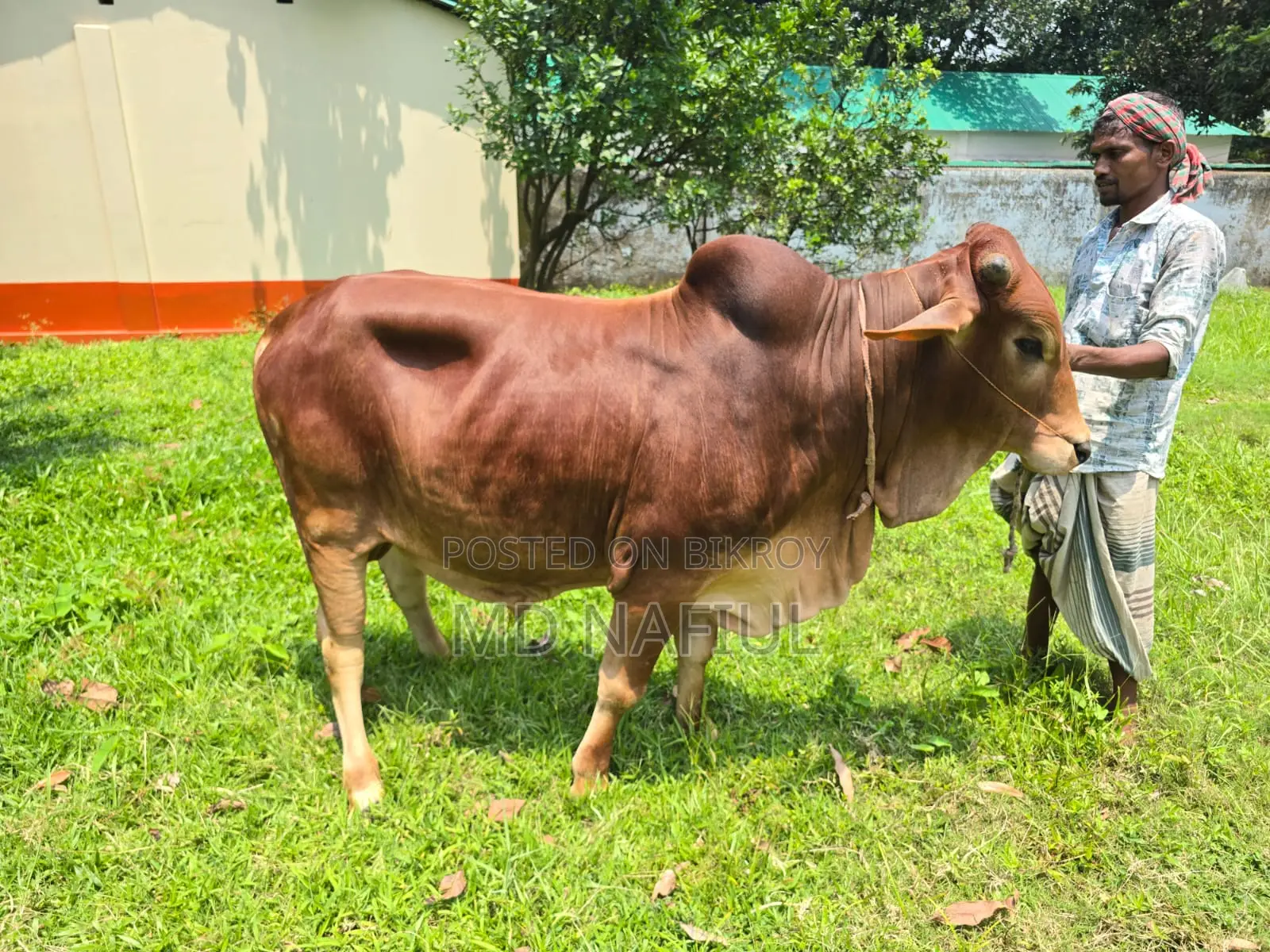 শাহিওয়াল জাতের ষাঁড়, আশুলিয়া সাইপাড়া গ্রাম, ঢাকা