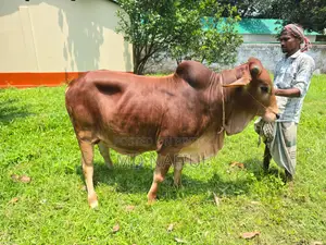 শাহিওয়াল জাতের ষাঁড়, আশুলিয়া সাইপাড়া গ্রাম, ঢাকা
