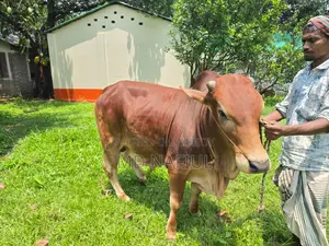 শাহিওয়াল জাতের ষাঁড়, আশুলিয়া সাইপাড়া গ্রাম, ঢাকা