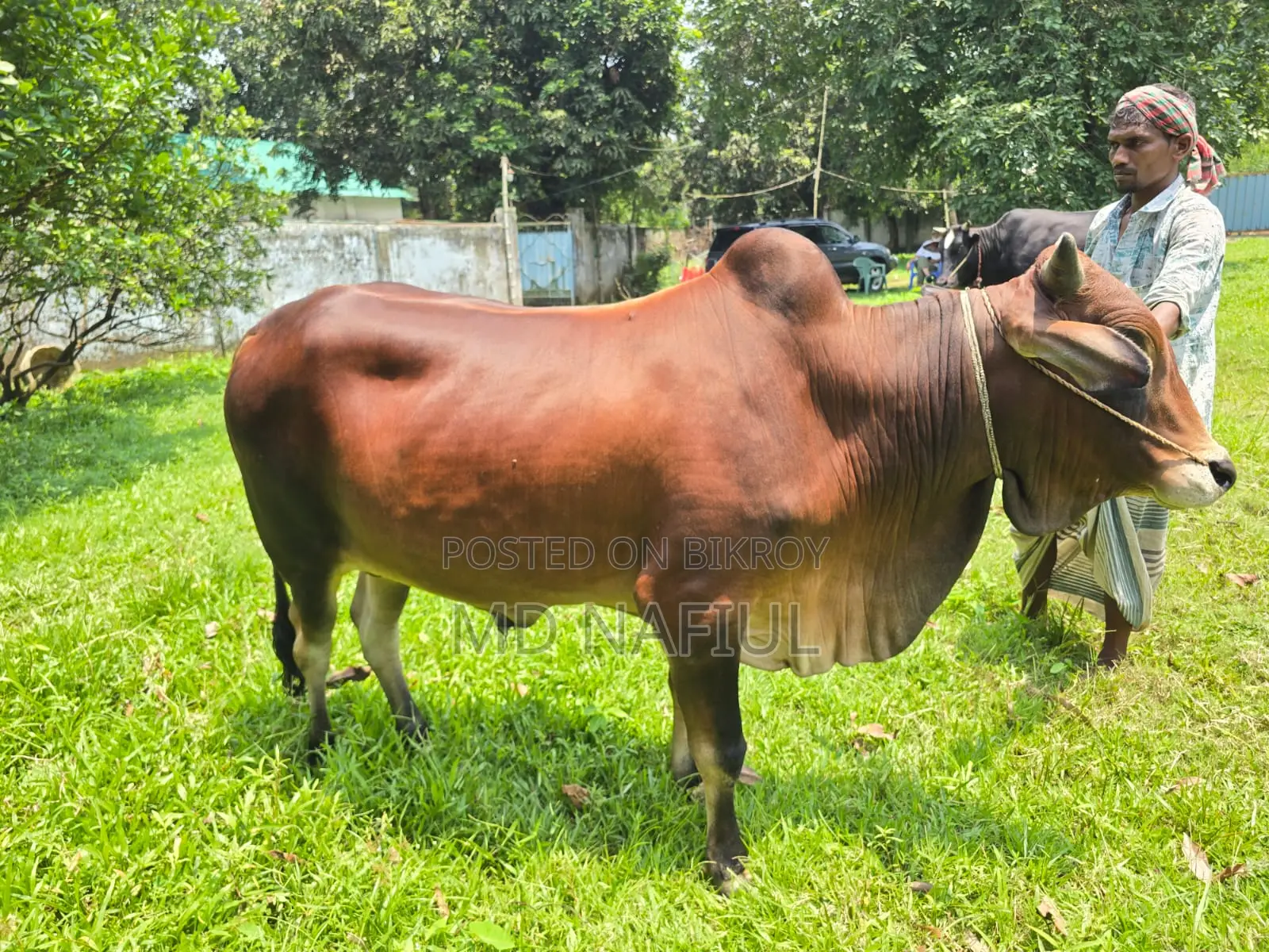 শাহিওয়াল জাতের ষাঁড়, আশুলিয়া সাইপাড়া গ্রাম, ঢাকা