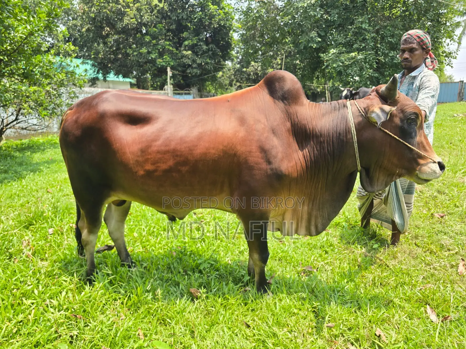 শাহিওয়াল জাতের ষাঁড়, আশুলিয়া সাইপাড়া গ্রাম, ঢাকা
