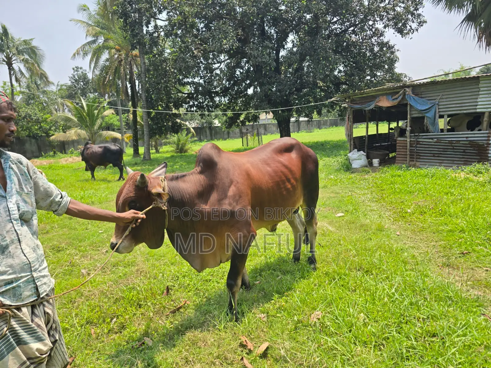 শাহিওয়াল জাতের ষাঁড়, আশুলিয়া সাইপাড়া গ্রাম, ঢাকা