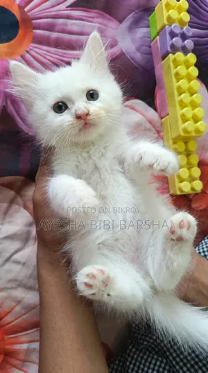 1-3 Months Female Purebred Persian
