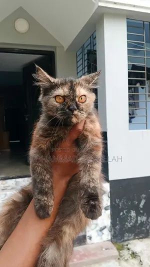 6-12 Months Male Purebred Persian