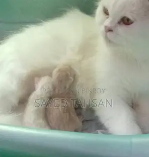 6-12 Months Female Purebred Persian