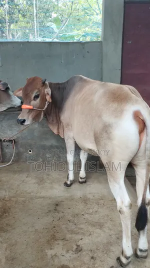 কুরবানের গরু বিক্রি হবে