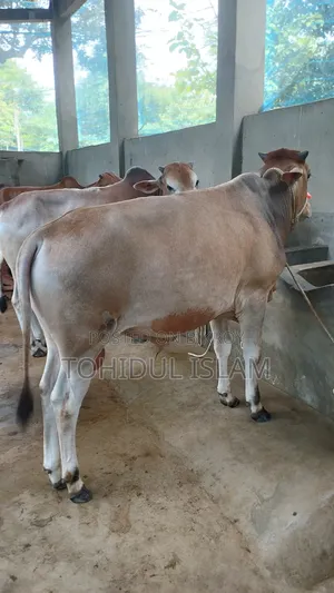 কুরবানের গরু বিক্রি হবে