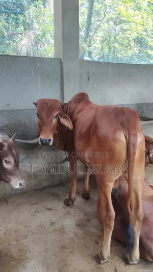 কুরবানীর উদ্দেশ্য গরু