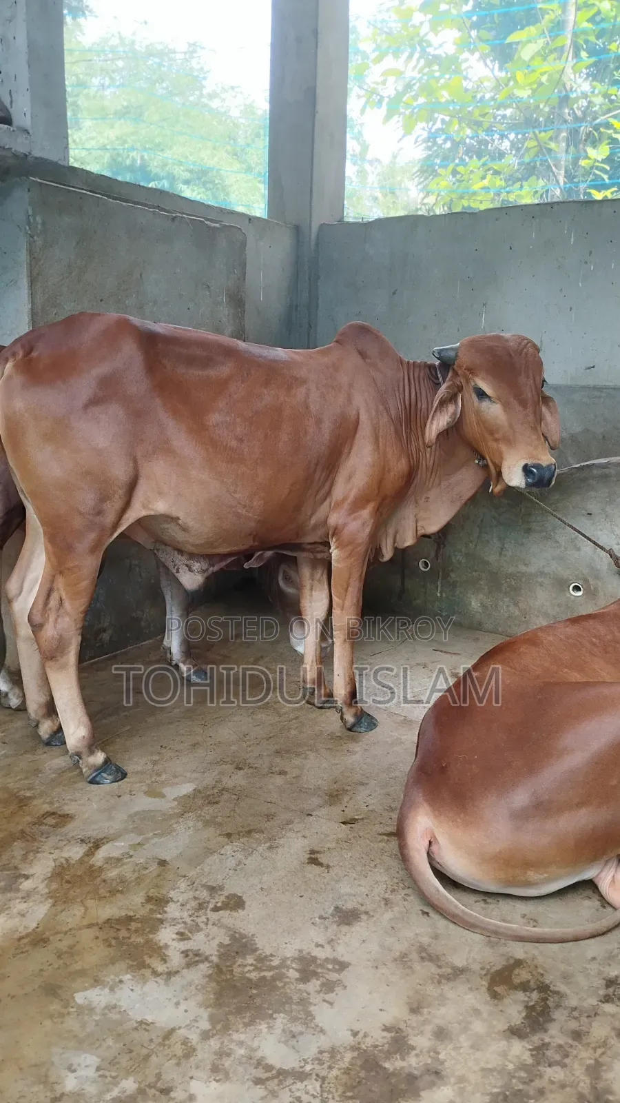 কুরবানীর উদ্দেশ্য গরু