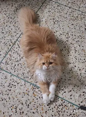 1+ Year Female Purebred Persian