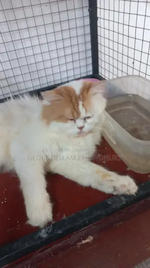 6-12 Months Male Purebred Persian