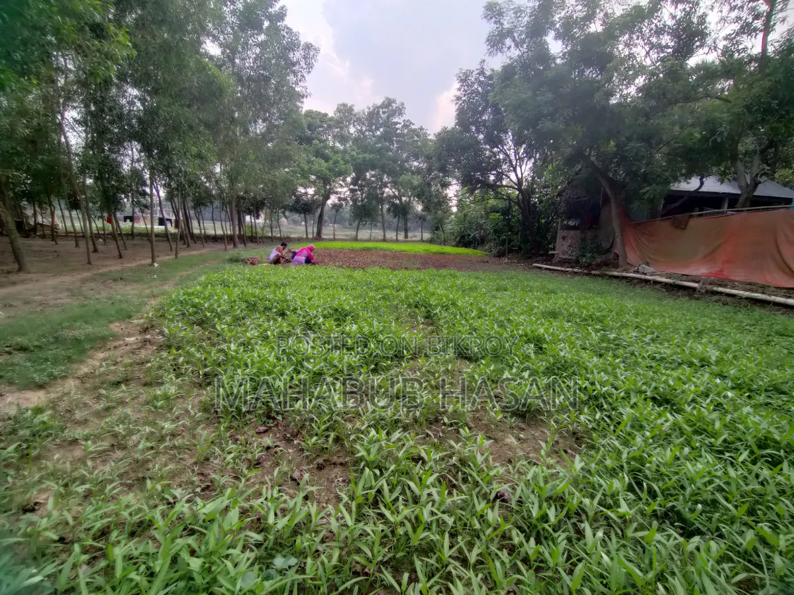 8 Katha land for urgent sale in Gazipur City.