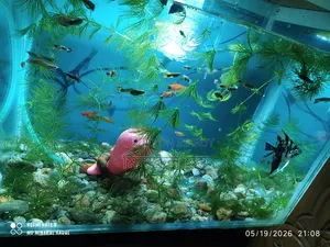 Aquarium and Fish or Decoration