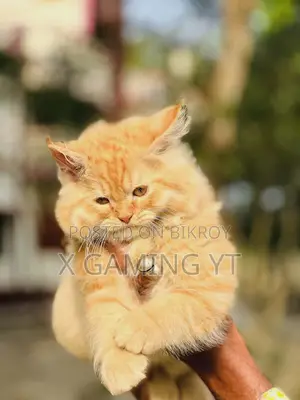 1+ Year Male Purebred Persian