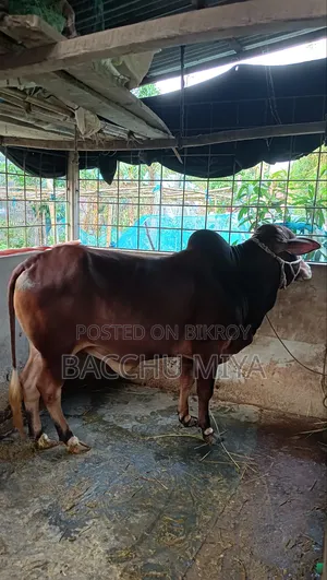 কুুরবানির গরু