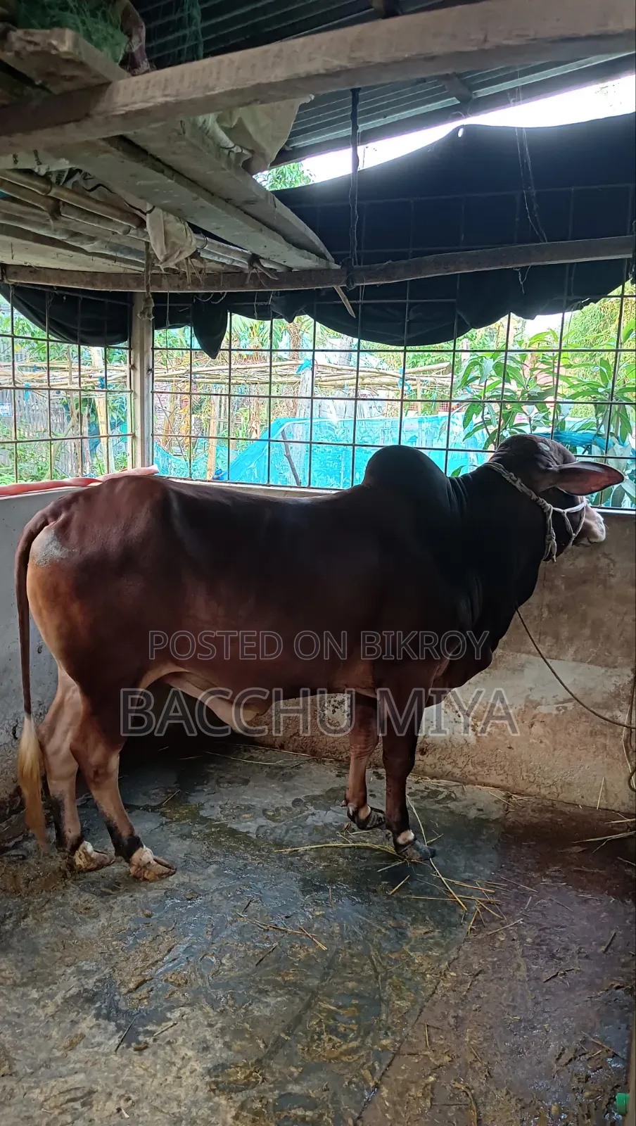 কুুরবানির গরু