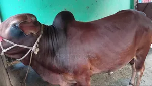 কুুরবানির গরু