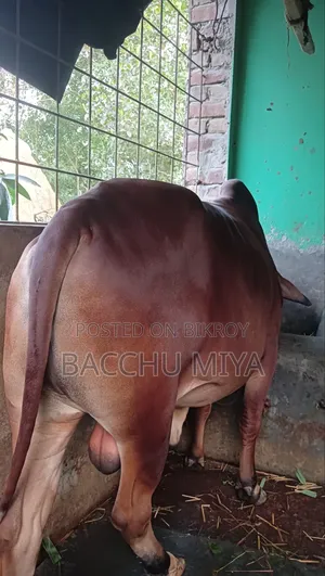 কুুরবানির গরু