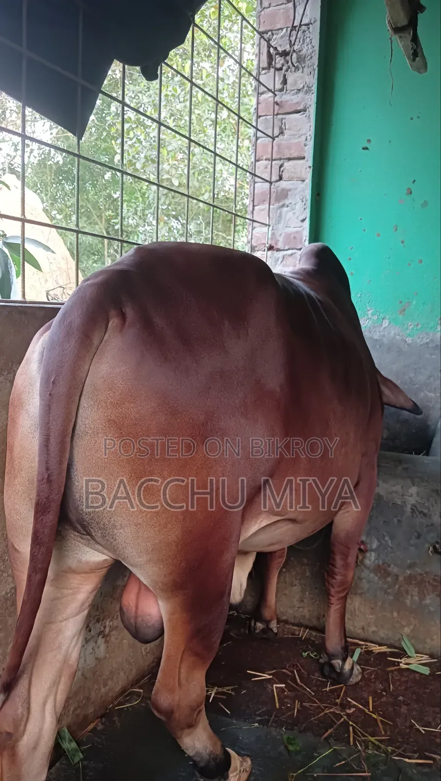 কুুরবানির গরু