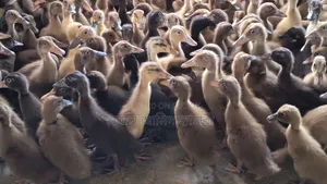 Alhamdulillah! 95 Ducklings Delivered to Natore
