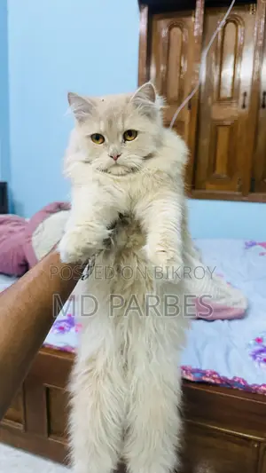 3-6 Months Female Purebred Persian