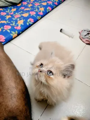 1-3 Months Male Purebred Exotic