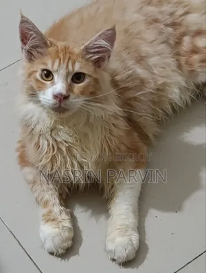 1-3 Months Male Purebred Maine Coon