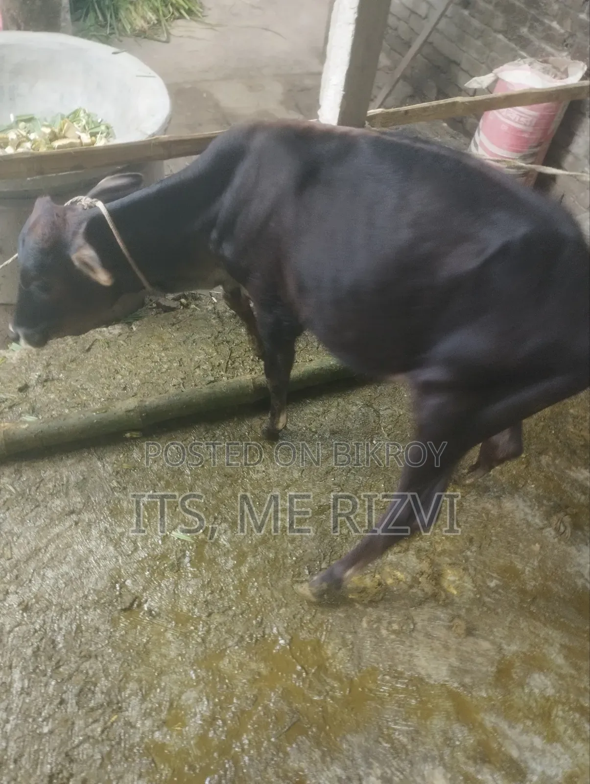 আমাদের বাসার কালো গরু