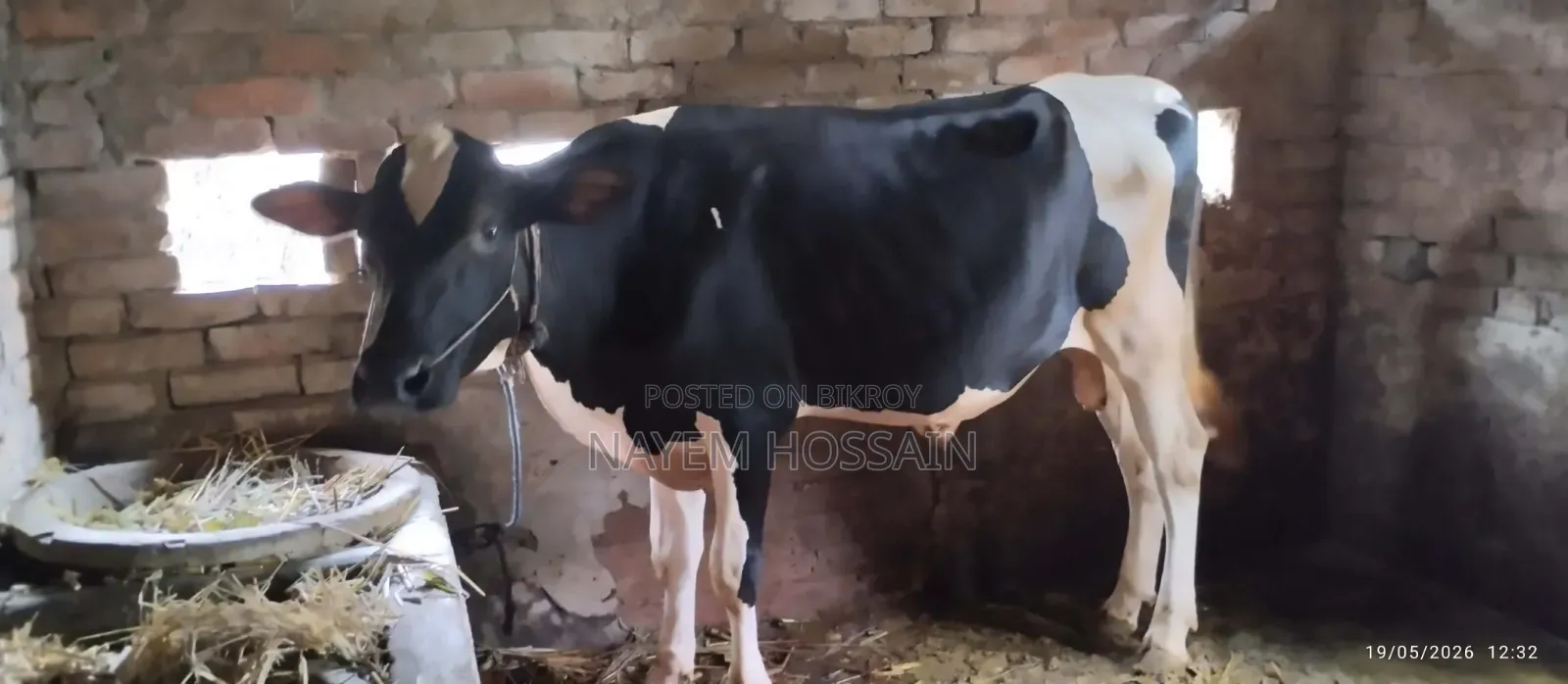 কালো মুন্ডি গরু