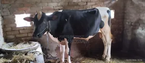 কালো মুন্ডি গরু