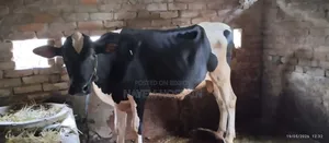 কালো মুন্ডি গরু
