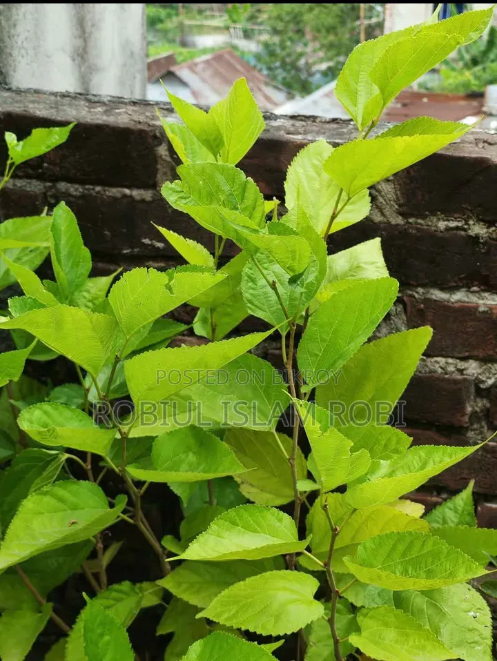 Mulberry Tree