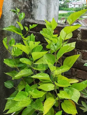 Mulberry Tree