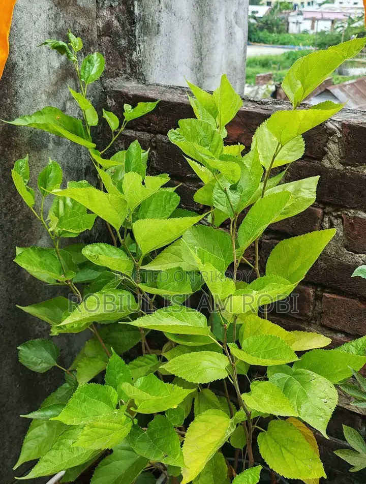 Mulberry Tree