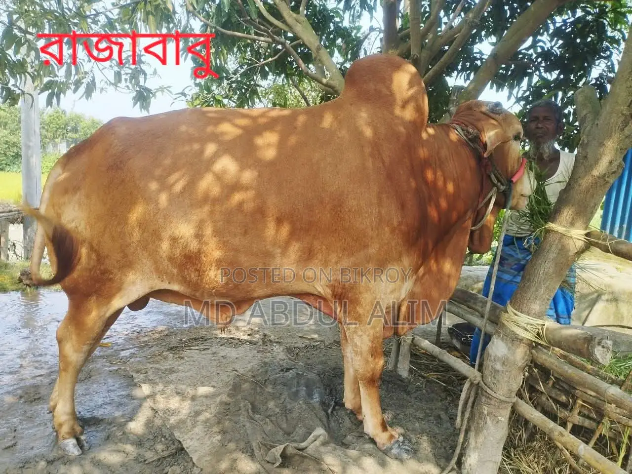 গবাদিপশু বিক্রয়
