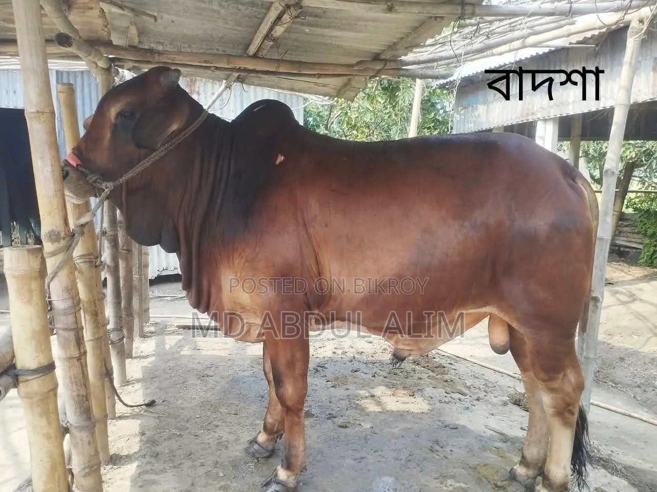 গবাদিপশু বিক্রয়