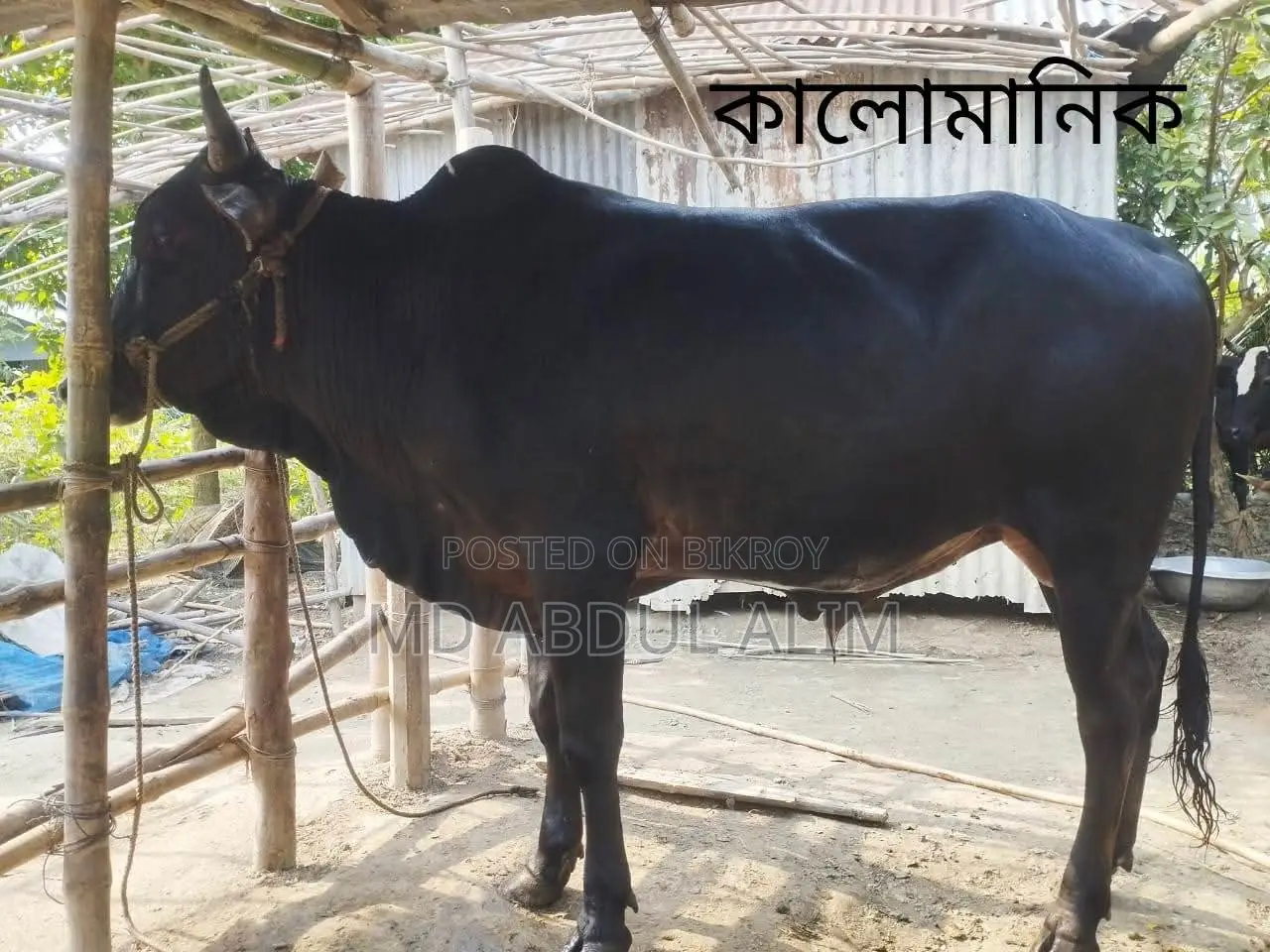 গবাদিপশু বিক্রয়