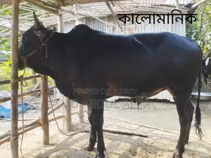 গবাদিপশু বিক্রয়